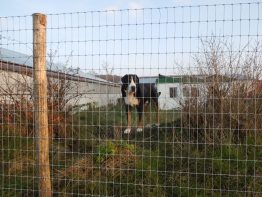 Tornado Force 12 - Dog Fencing - Prices on application due to volatility in the market -0