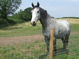 Tornado Force 12 - Horse Fencing - Prices on application due to volatility in the market -0