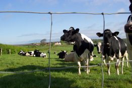 Tornado Force 12 - Mild Steel Stock Fencing - Prices on application due to volatility in the market -0