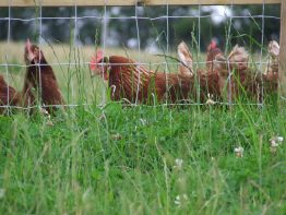 Tornado Force 12 - Poultry Netting - Prices on application due to volatility in the market -0