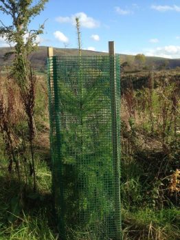 Preformed Shrub & Conifer Shelter 1.2m-0
